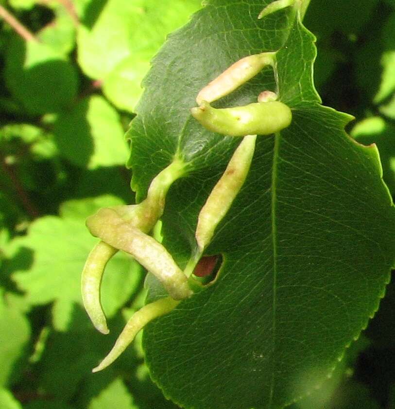 Image of Eriophyes cerasicrumena