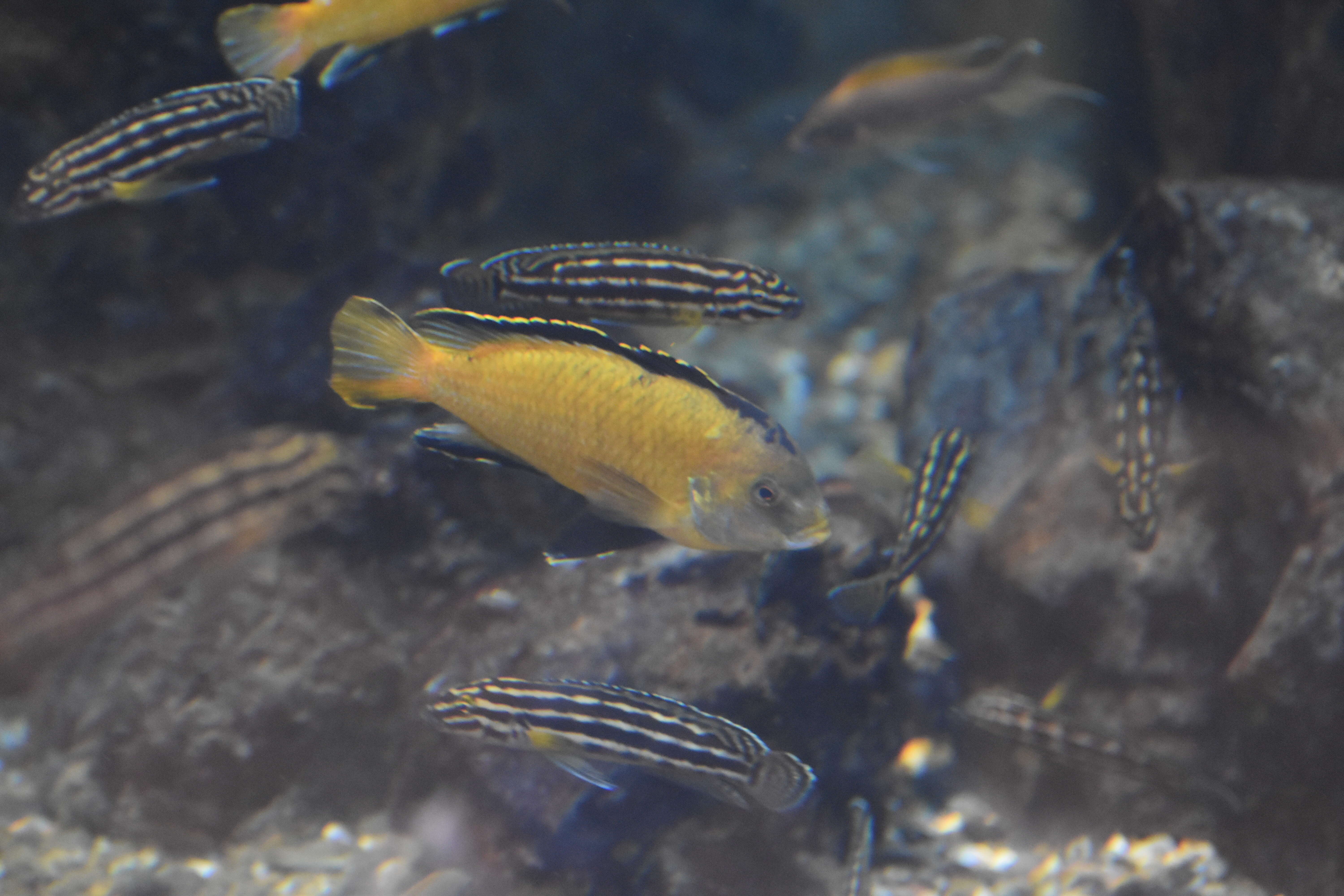Image of Julidochromis