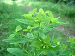 Image of sweet spurge