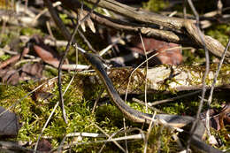 Image of Common Garter Snake