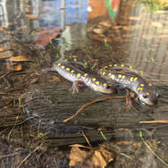 Слика од Ambystoma maculatum (Shaw 1802)