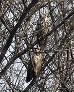 Image of Long-eared Owl