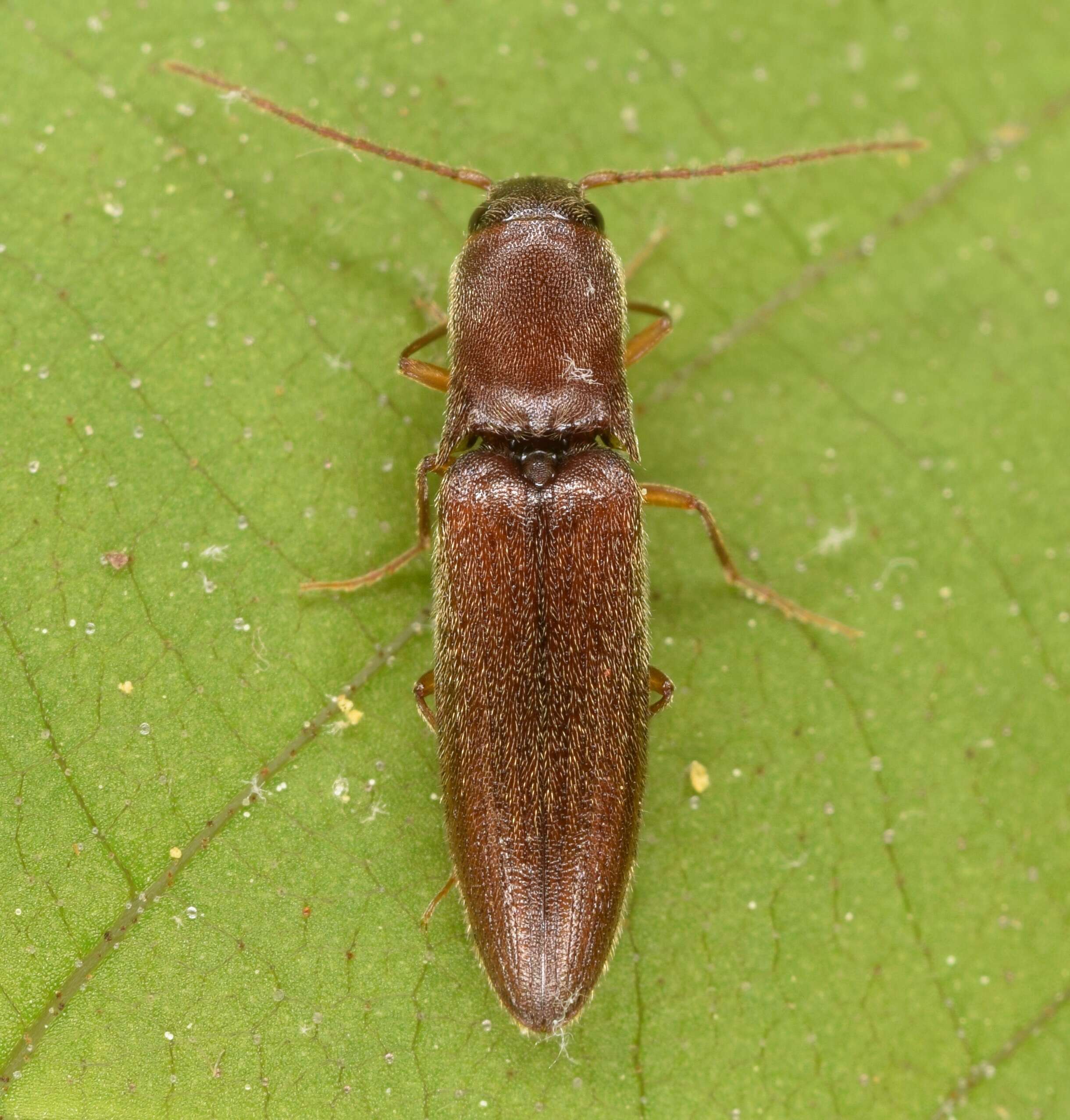 Image of Agriotes