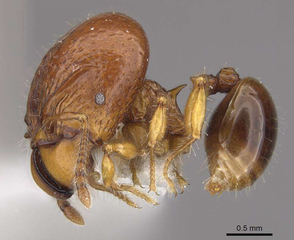 Image of Acanthomyrmex