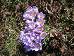 Plancia ëd Crocus etruscus Parl.