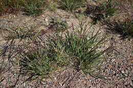 Image of Australian fingergrass