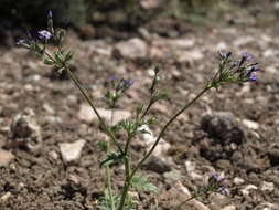 Image of Nevada gilia