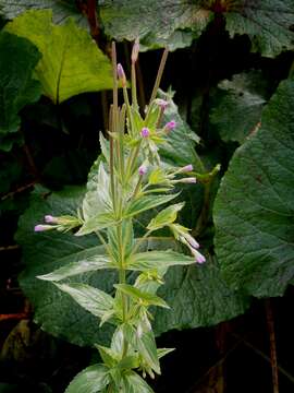 Image of alpine willowherb