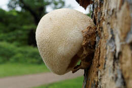 Volvariella bombycina (Schaeff.) Singer 1951 resmi