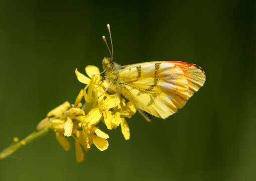 Image of Moroccan Orange Tip