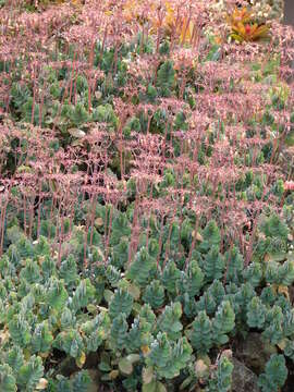 Image of lavender scallops