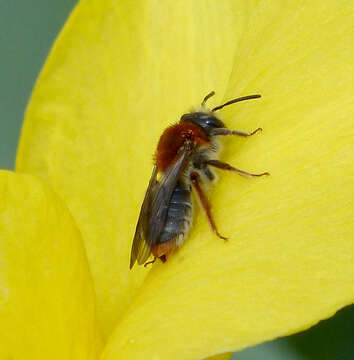 Image of early mining bee