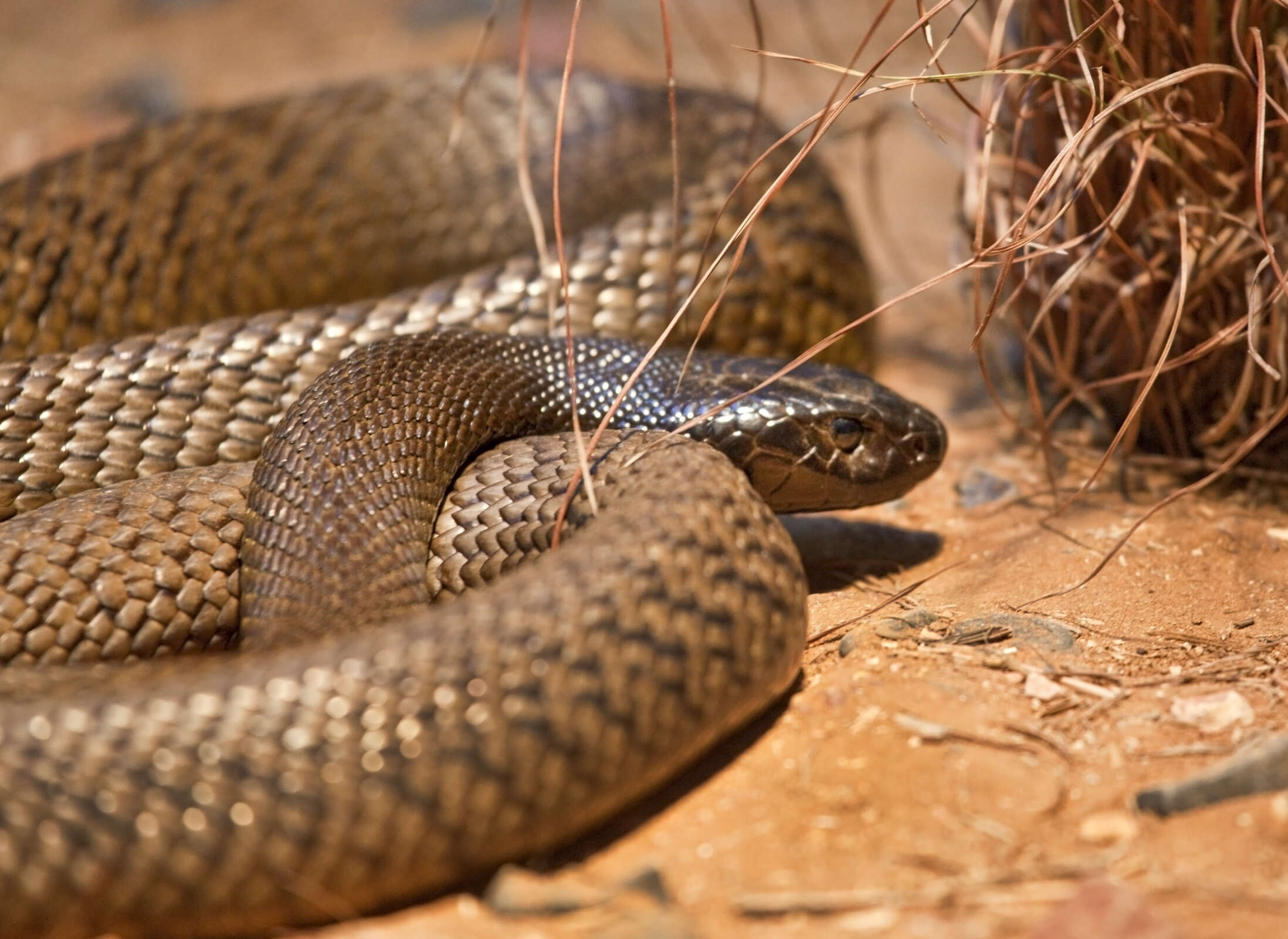 Image of inland taipan