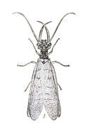 Image of Eastern Dobsonfly