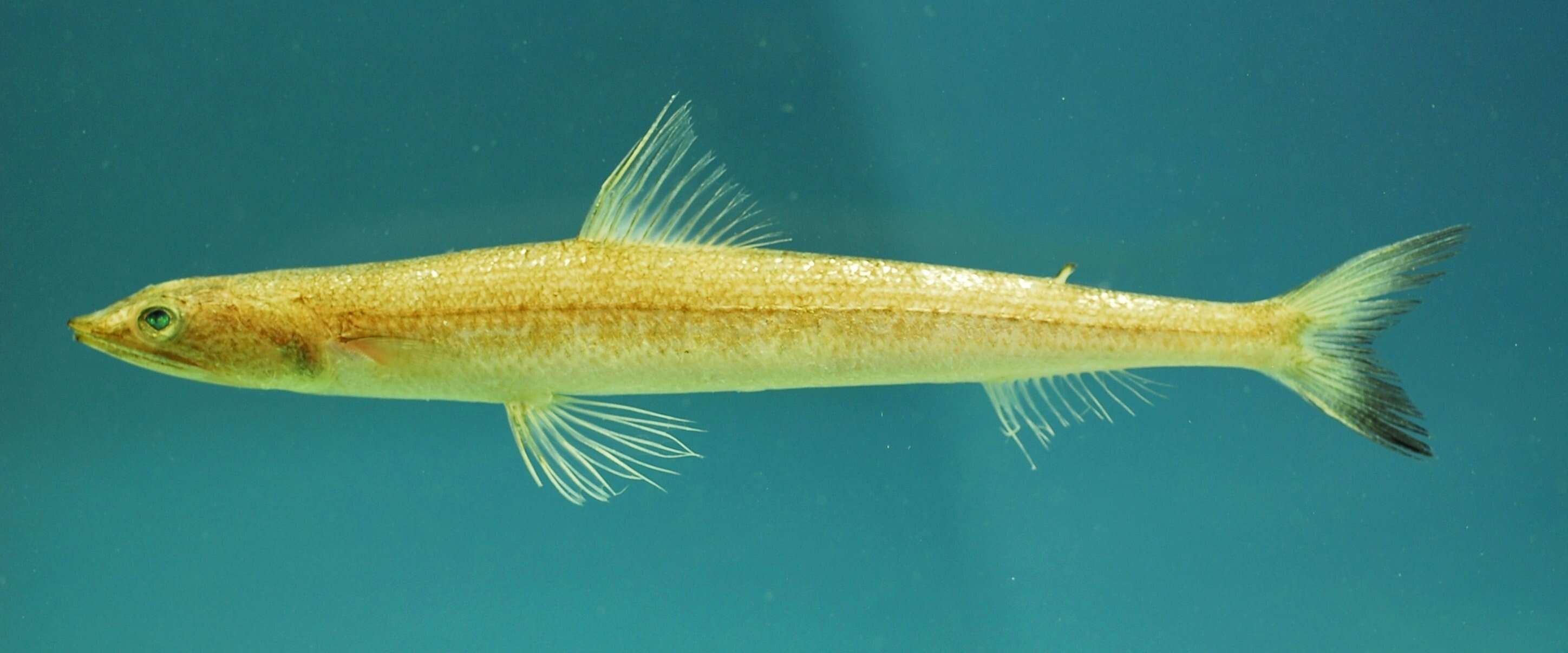 Image of Inshore Lizardfish