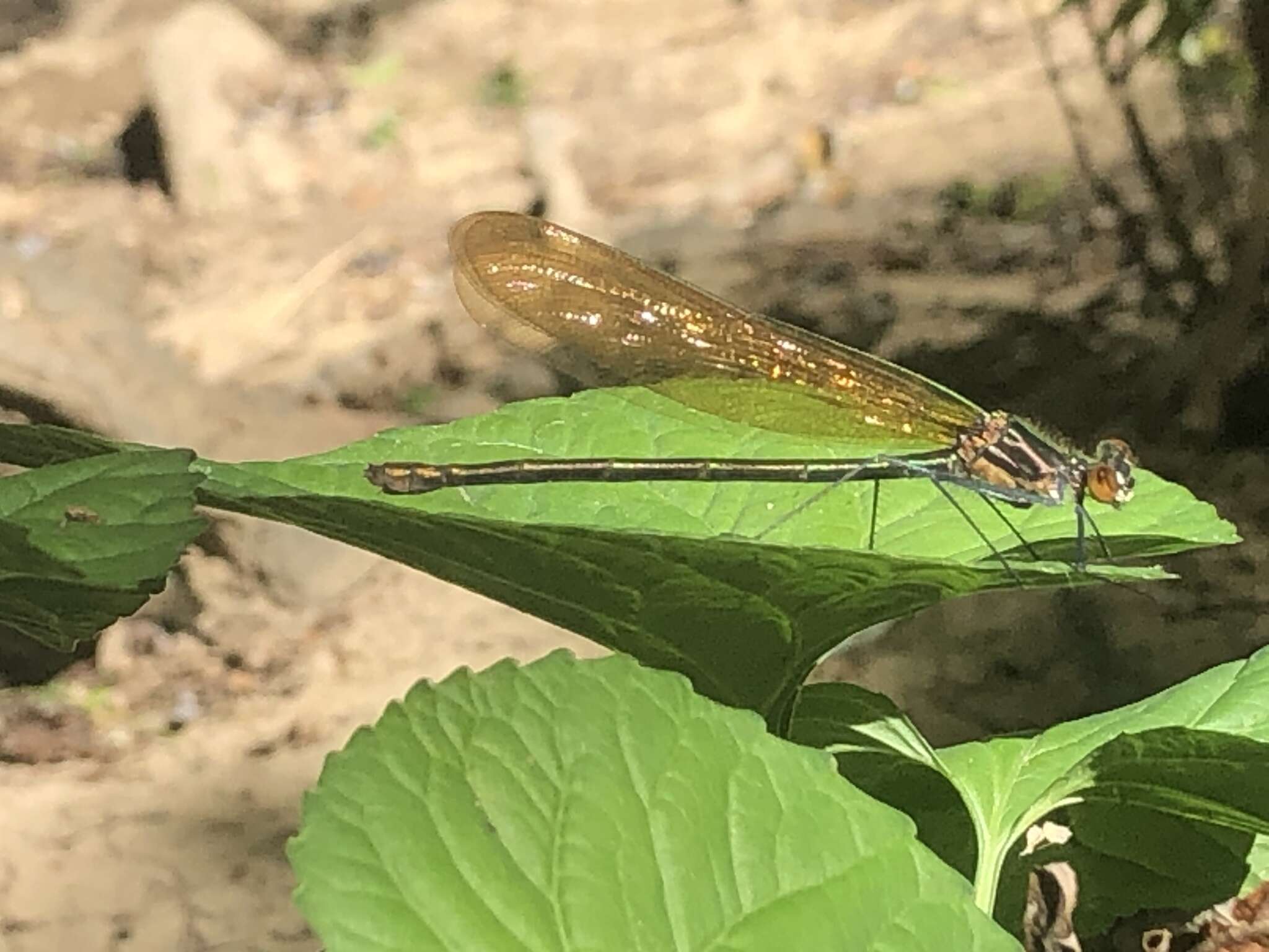 Image of Appalachian Jewelwing