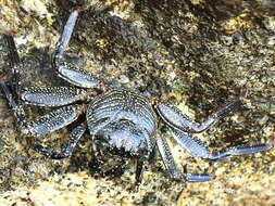 Image of Natal lightfoot crab