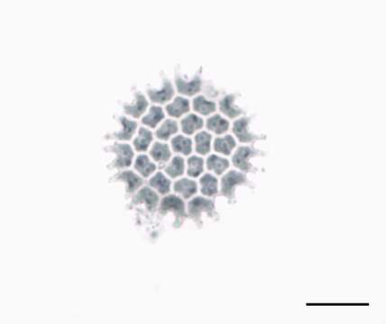 Image of Pediastrum Meyen 1829