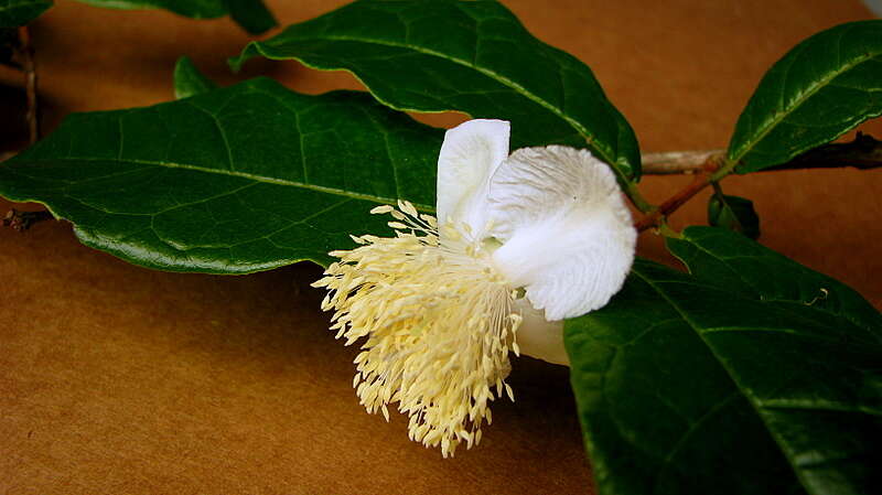 Image of Campomanesia ilhoensis J. R. Mattos