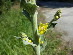 Image de Verbascum pulverulentum Vill.