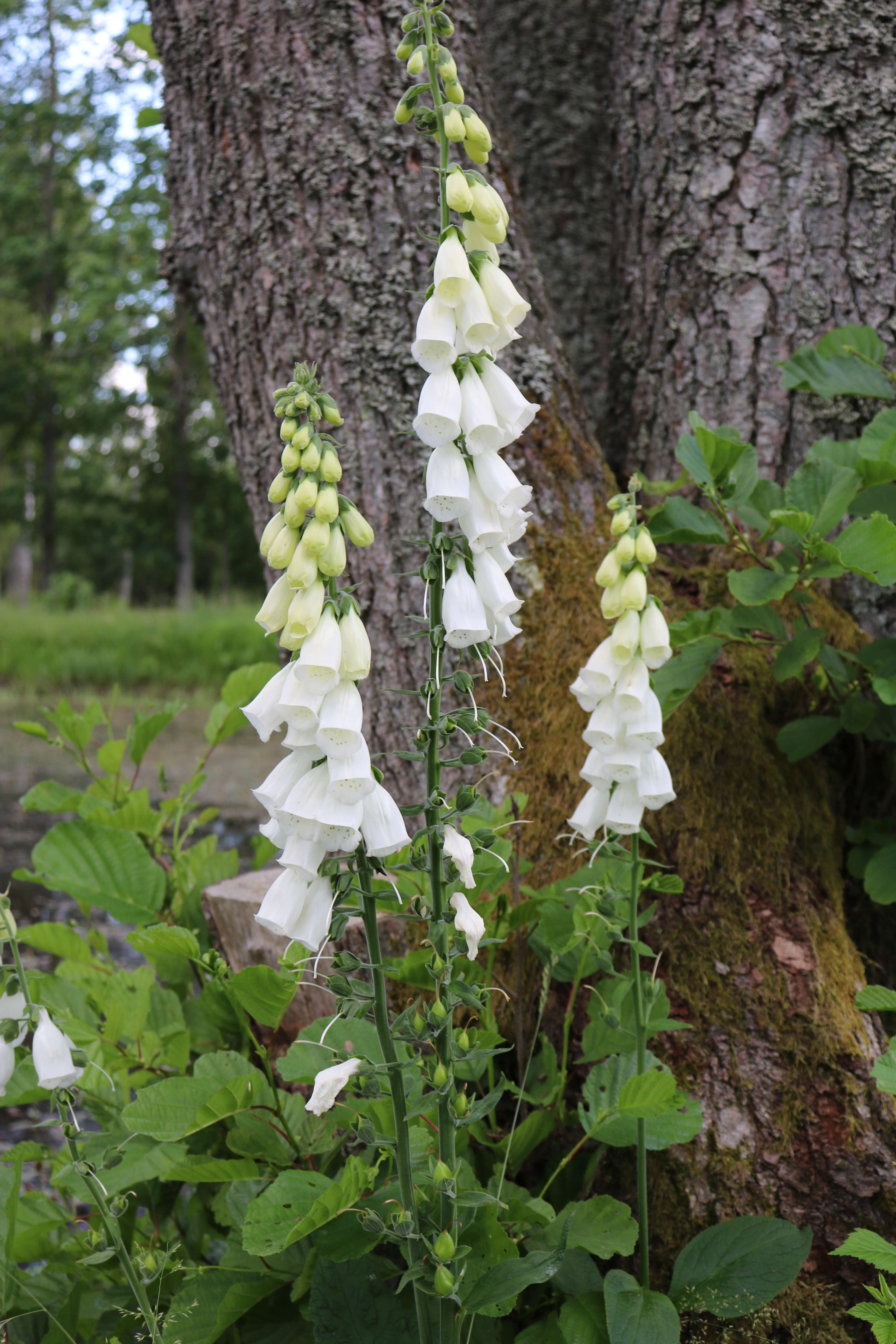 Imagem de Digitalis purpurea L.