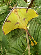 Image of African Luna moth