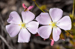 Image of Drosera menziesii subsp. penicillaris (Benth.) N. Marchant & Lowrie