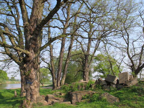 Image of black locust