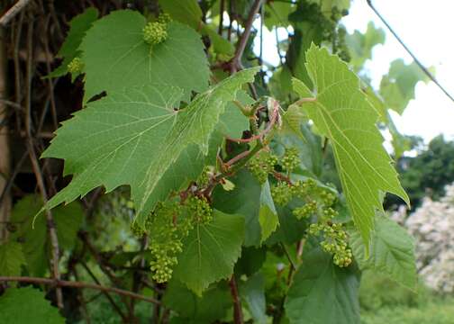 Image of Amur grape