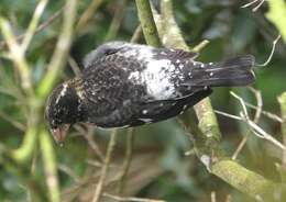 Image of Rose-breasted Grosbeak