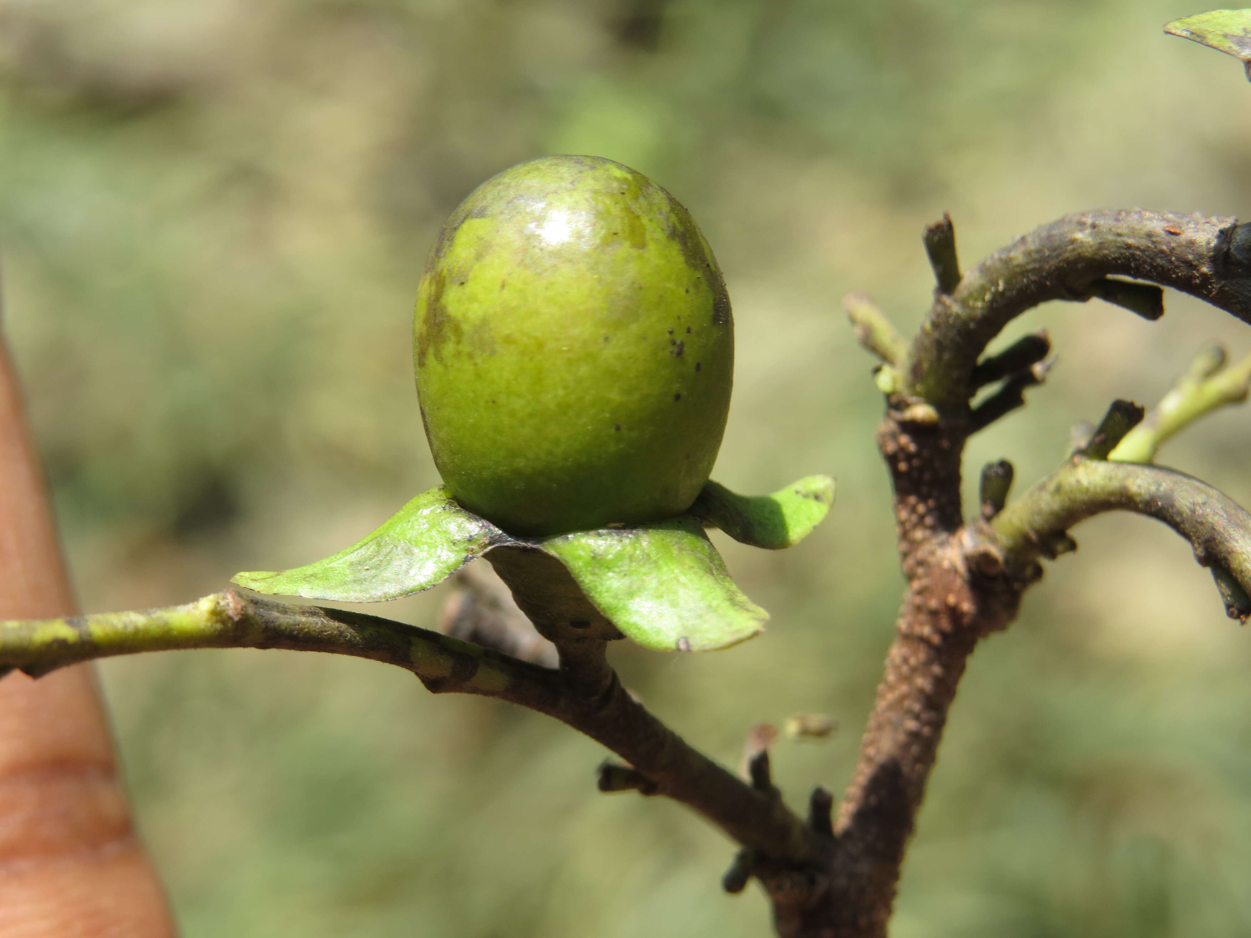 Image de Diospyros ebenum J. Koenig ex Retz.