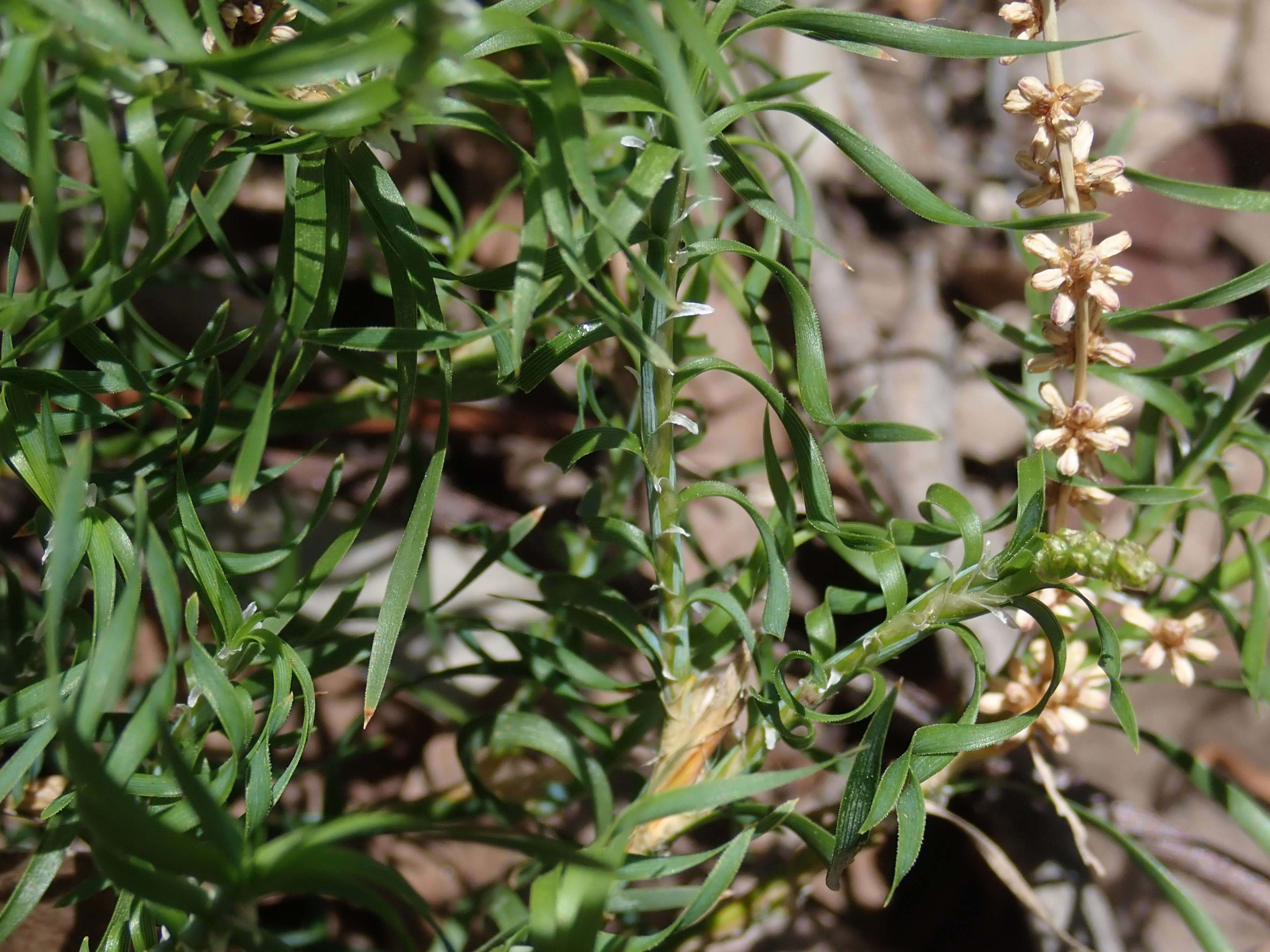 Image of Lomandra obliqua (Thunb.) J. F. Macbr.