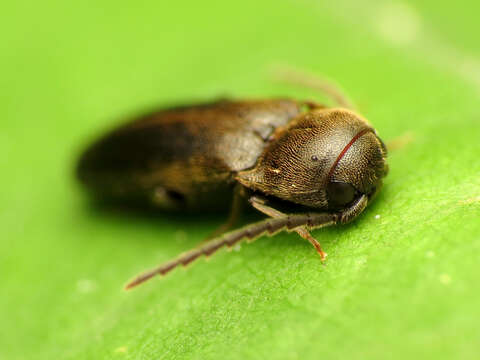 Image of false click beetles