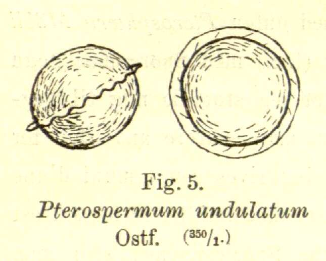 Image of Pterospermataceae
