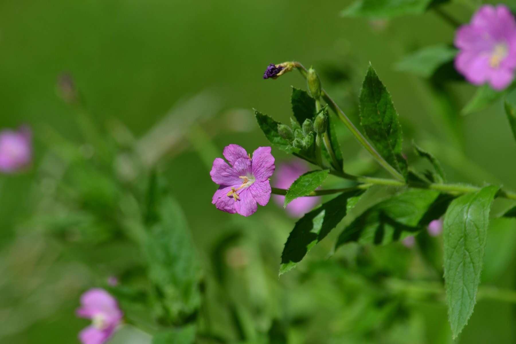 Image of Great Willowherb