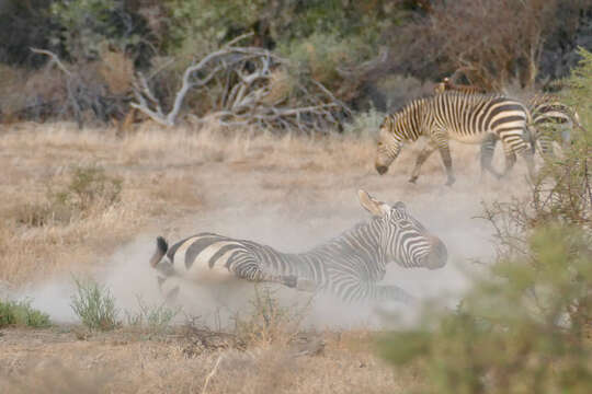 Image of Cape mountain zebra