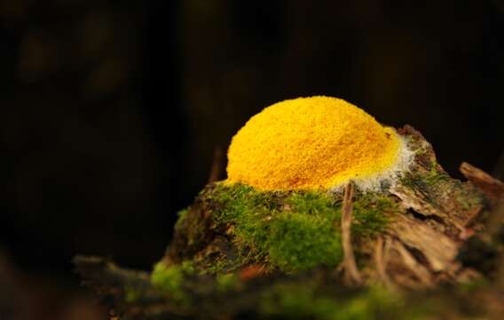 Image of Dog vomit slime mold