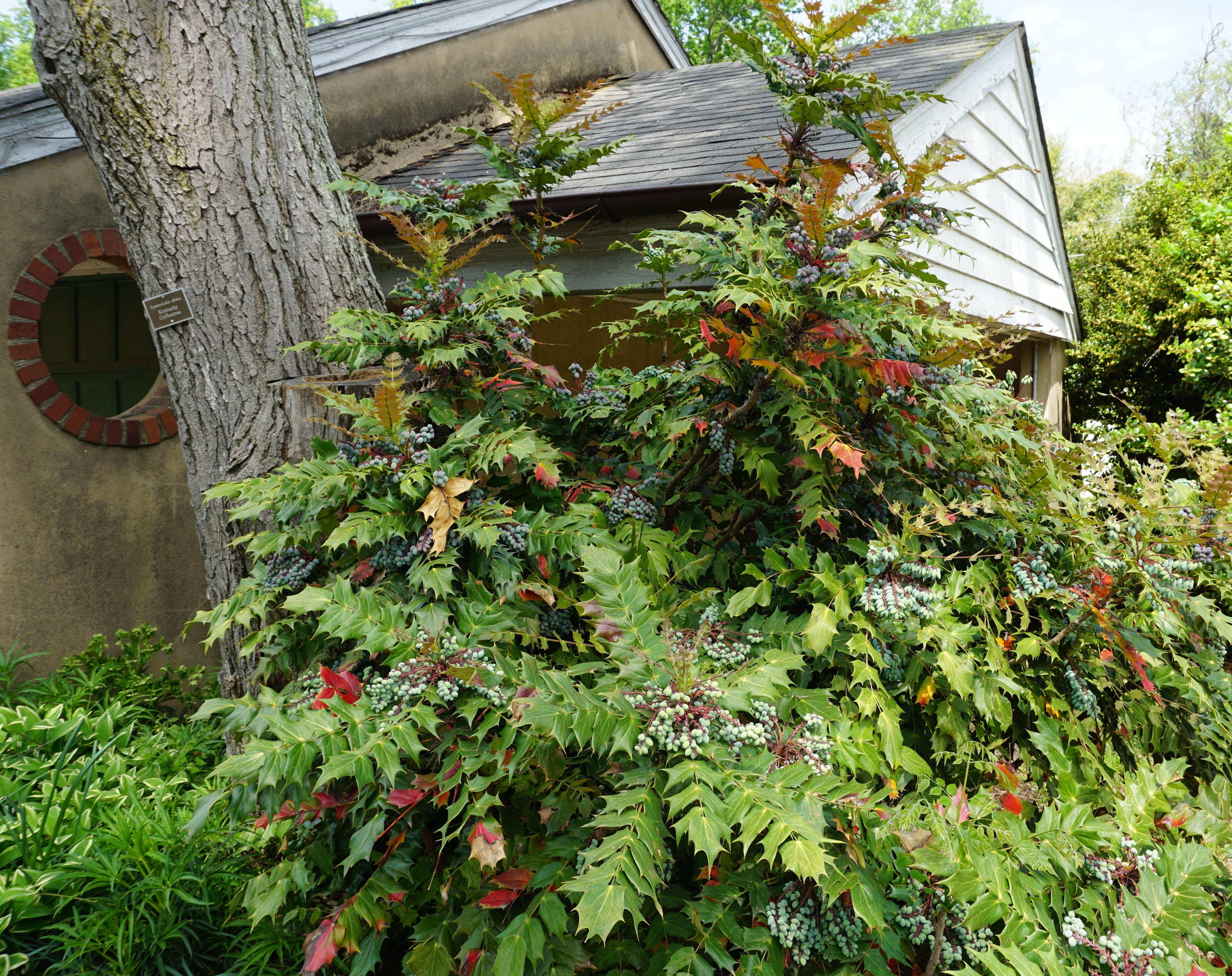 Image of Mahonia