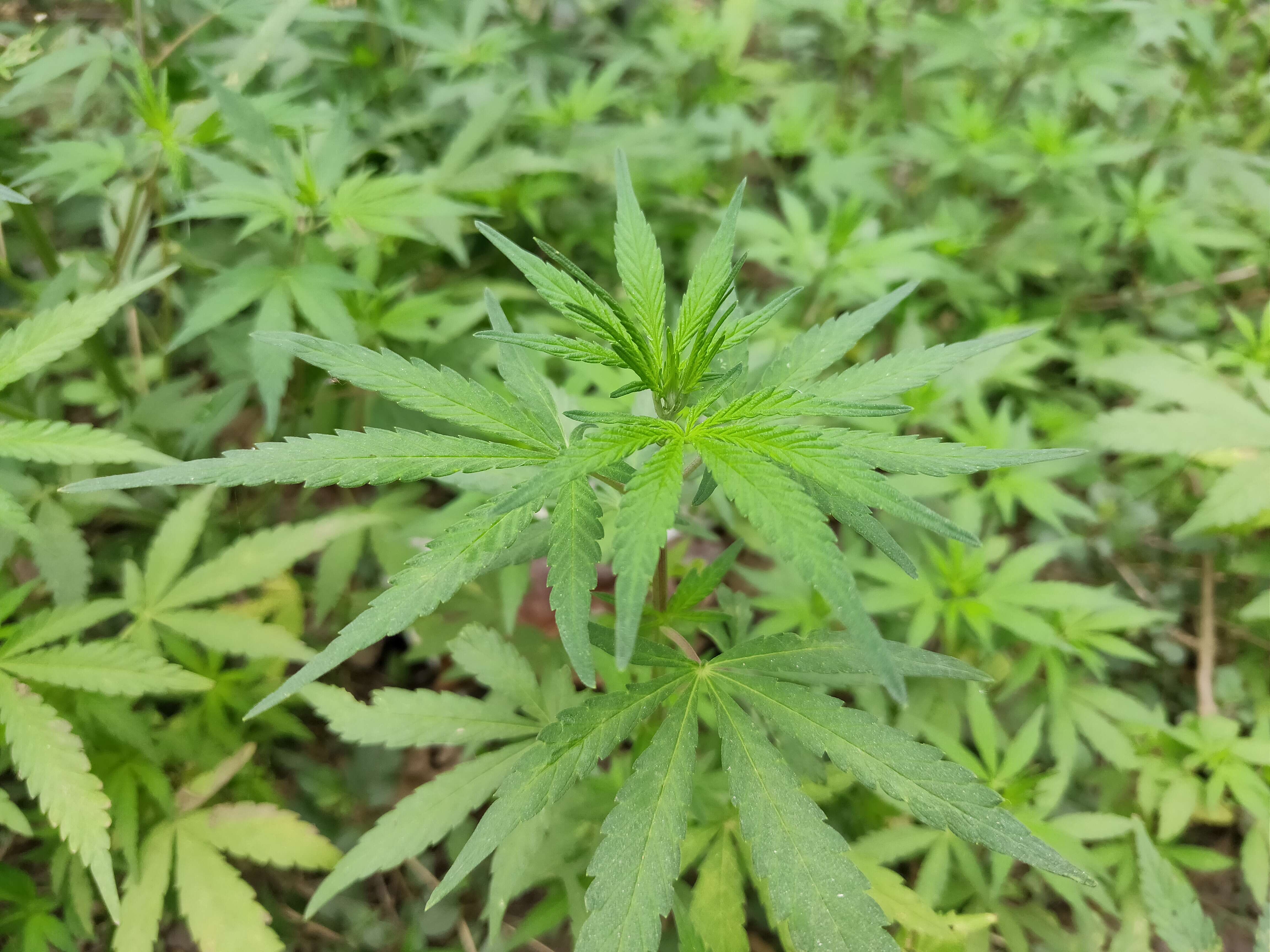 Image of marijuana