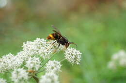 Image of Asian hornet