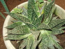 صورة Gasteraloe