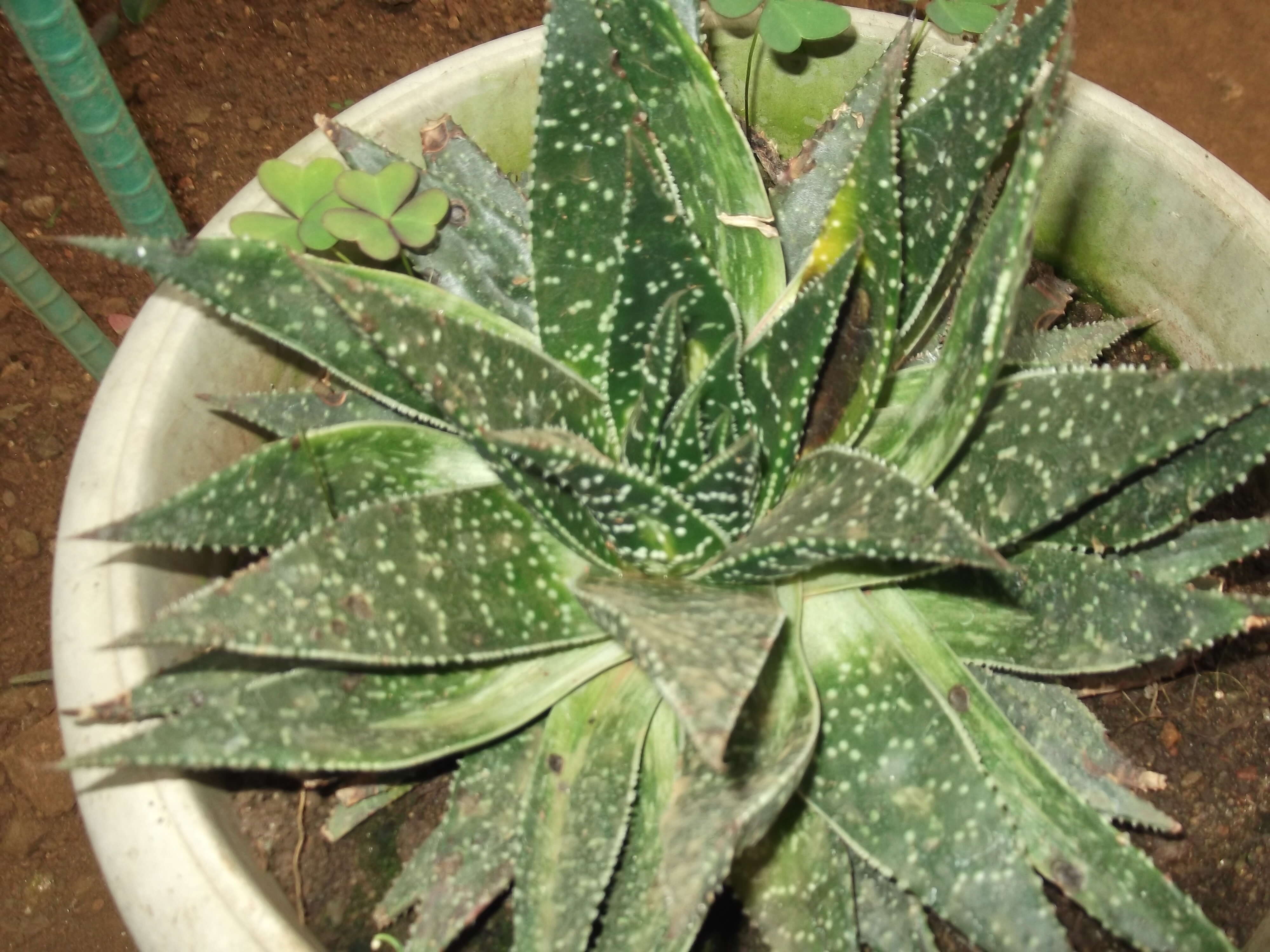 Image of Gasteraloe