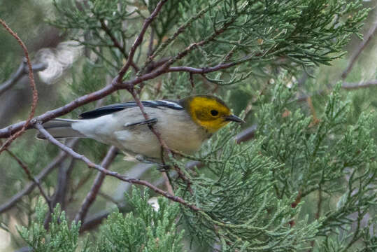 Image of Hermit Warbler