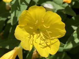 Imagem de Oenothera grandiflora L'Her