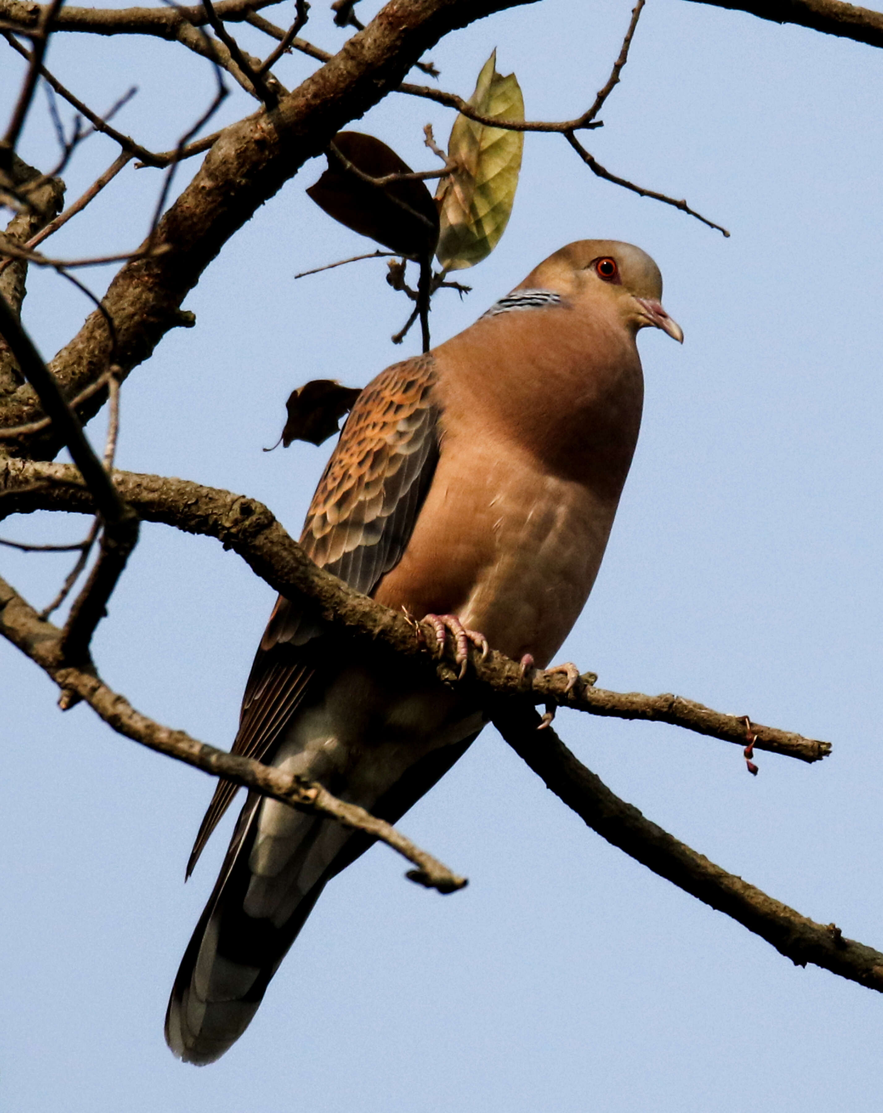 Image of Oriental Turtle Dove