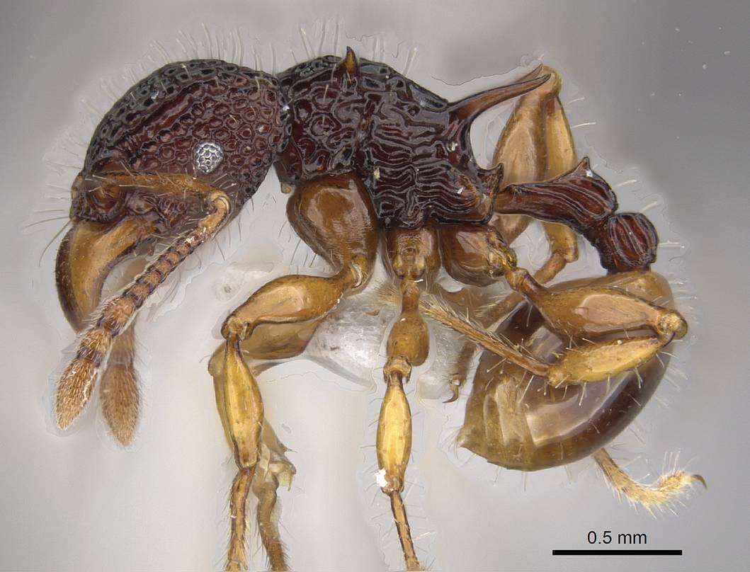 Image of Acanthomyrmex