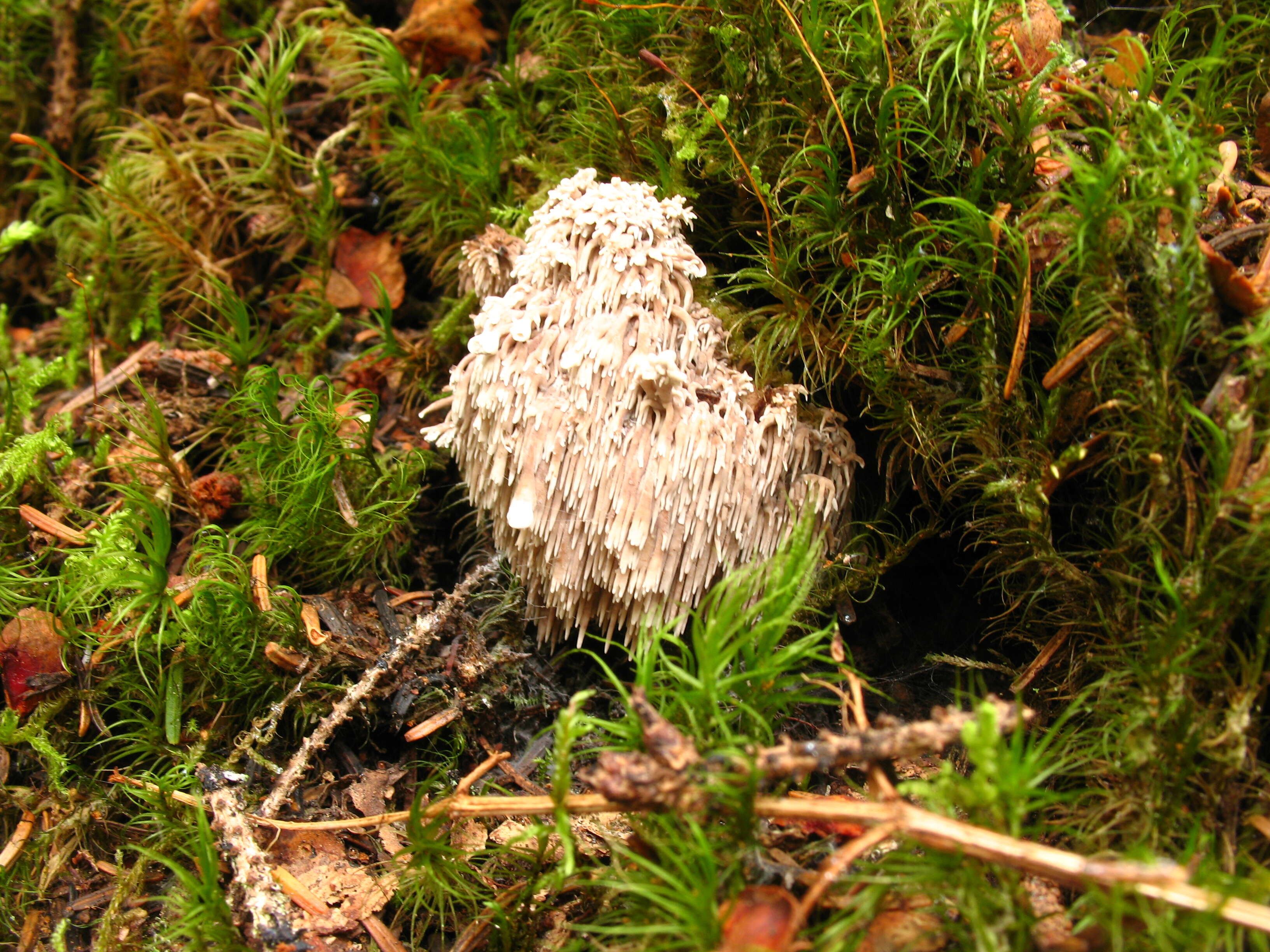 Image of Hericium cirrhatum (Pers.) Nikol. 1950