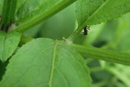 Imagem de Sambucus ebulus L.