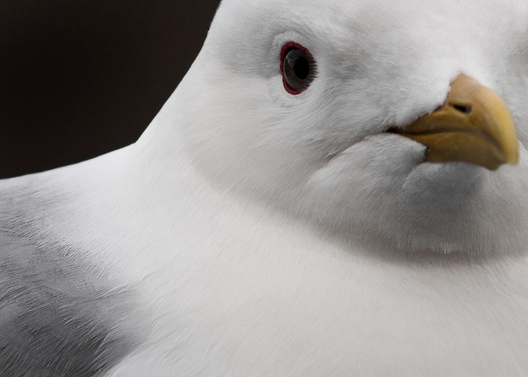 Image of Short-billed Gull