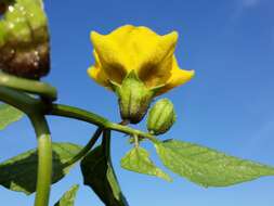 Physalis philadelphica Lam. resmi